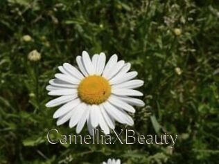 Camellia_XBeauty