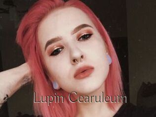 Lupin_Cearuleum