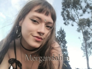 Morgandahlia